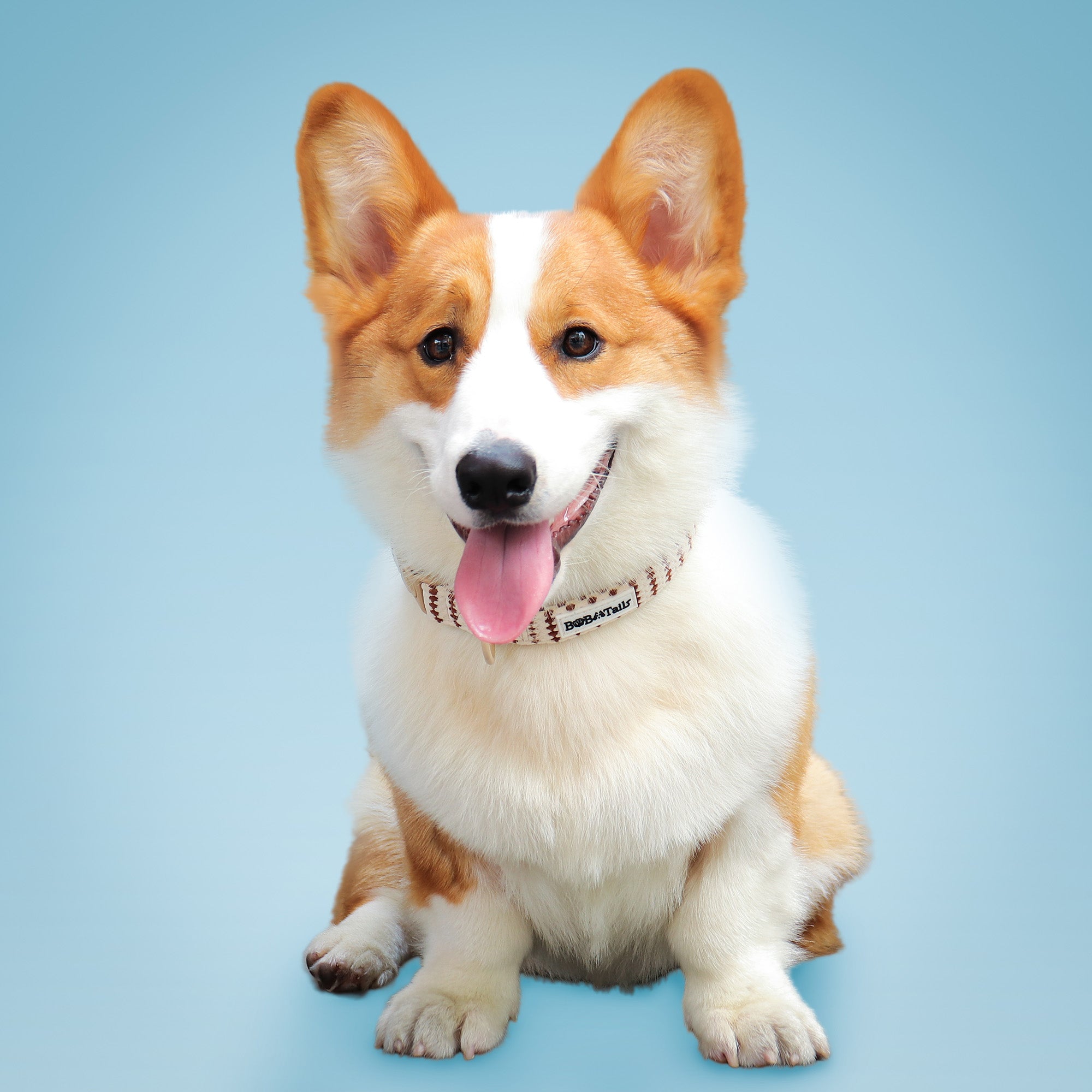 Corgi dog wearing a collar with a blue background