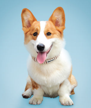 Corgi dog wearing a collar with a blue background