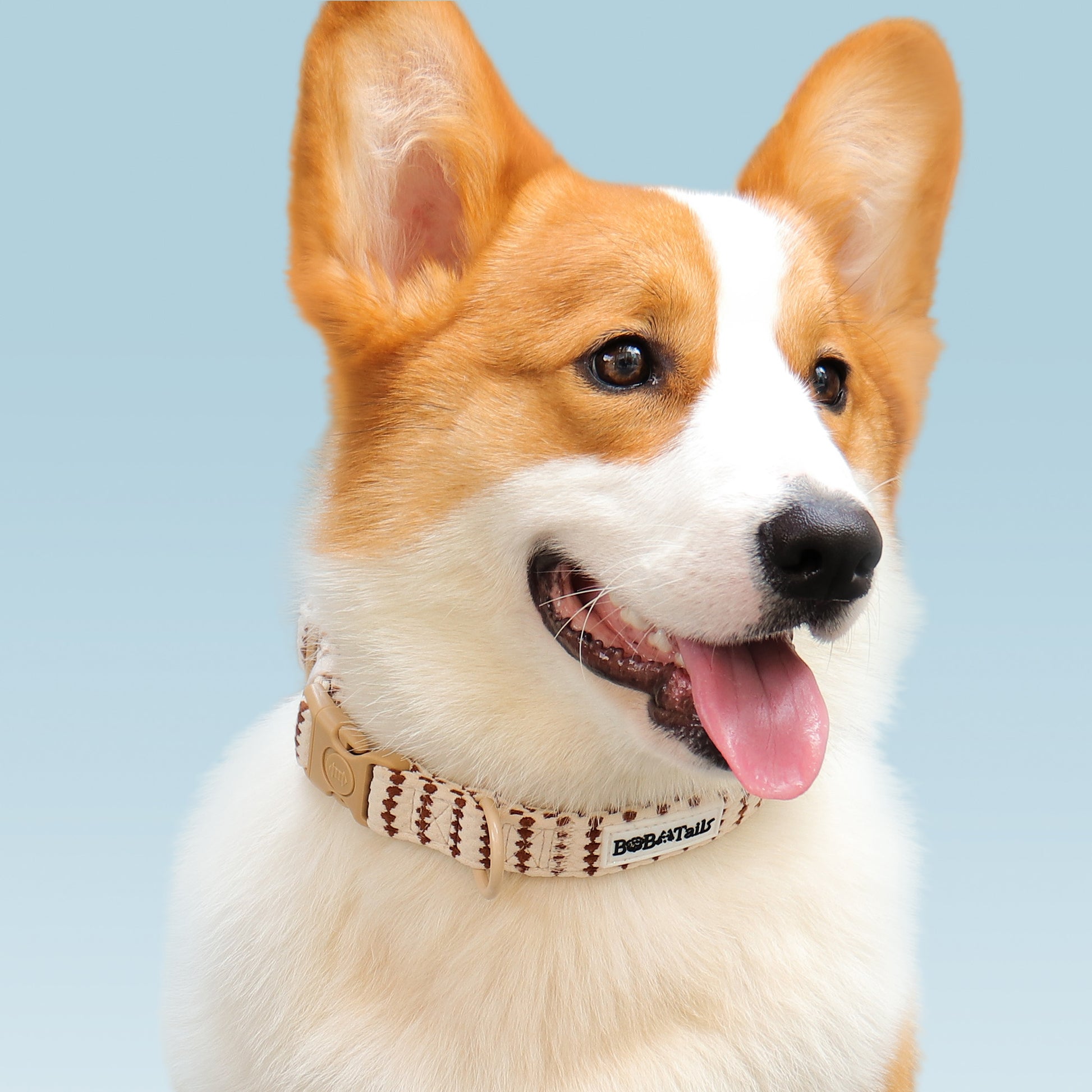 a medium size dog wearing Bobotails Small grain puppy collars