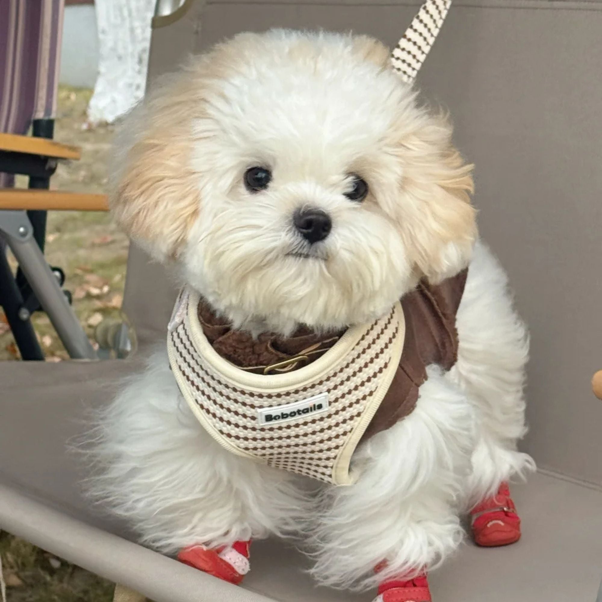 Small grain dog harness and leash set for x small dog