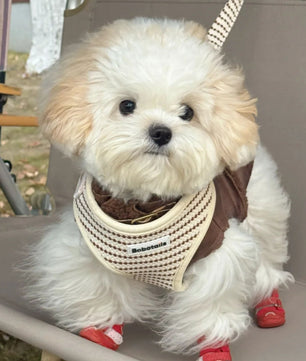 Small grain dog harness and leash set for x small dog
