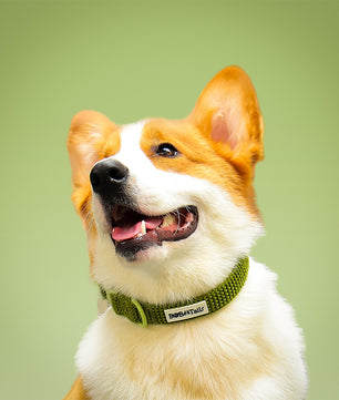 Small Dog Tactical Dog Collars