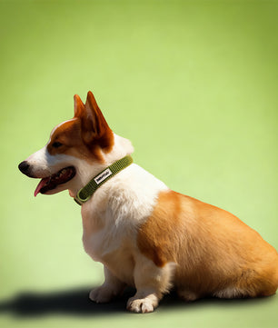 Small Dog Tactical Dog Collars