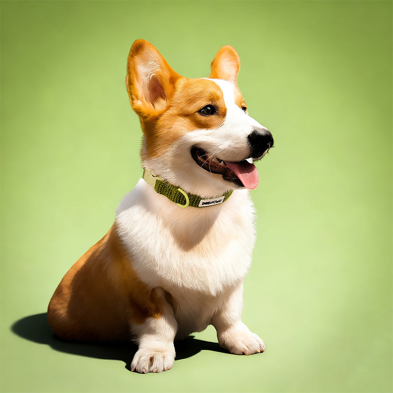 Small Dog Tactical Dog Collars