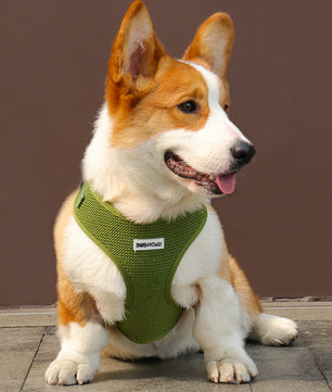 Sweater Knit 3-Piece Dog Harness Bundle