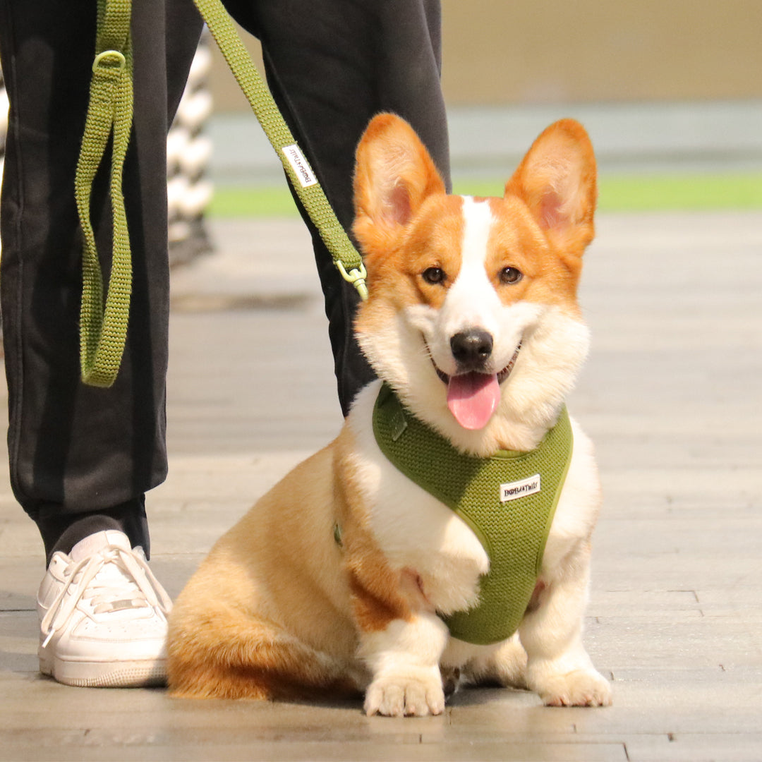 Sweater Knit 3-Piece Dog Harness Bundle