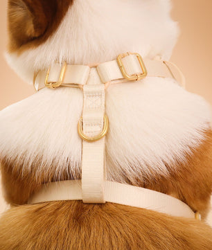 Dog wearing flora brilliance  harness with gold hardware on a beige background-bobotails