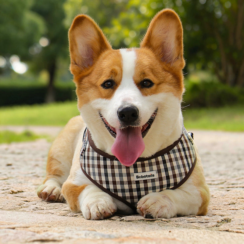 Bobotails plaid no-pull harness on Corgi dog