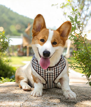 Corgi wearing Bobotails plaid harness outdoors