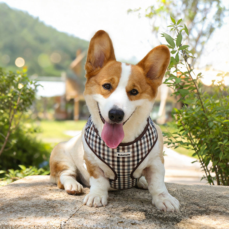 Corgi wearing Bobotails plaid harness outdoors