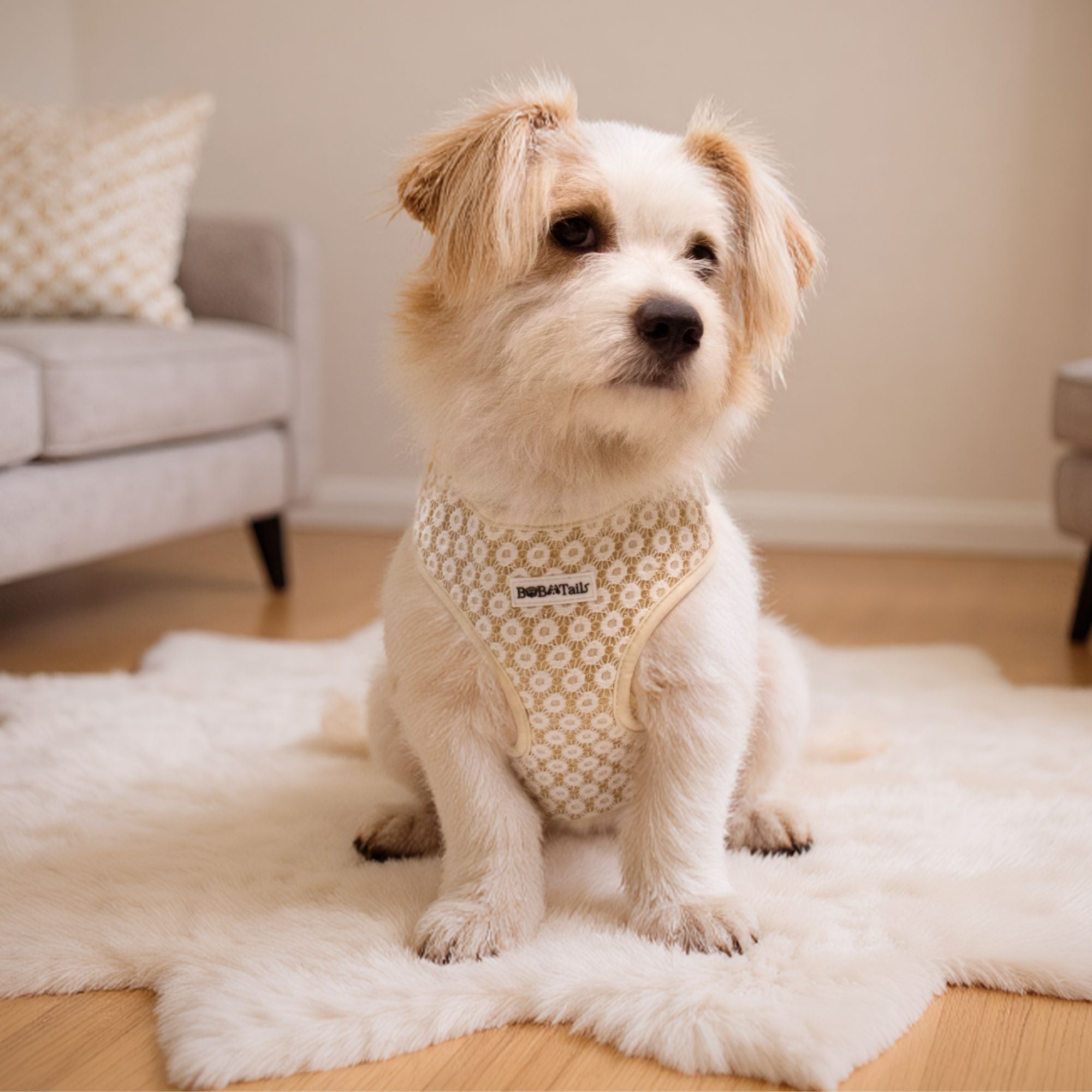 small Dog wearing a floral patterned harness sitting on a rug in a living room.