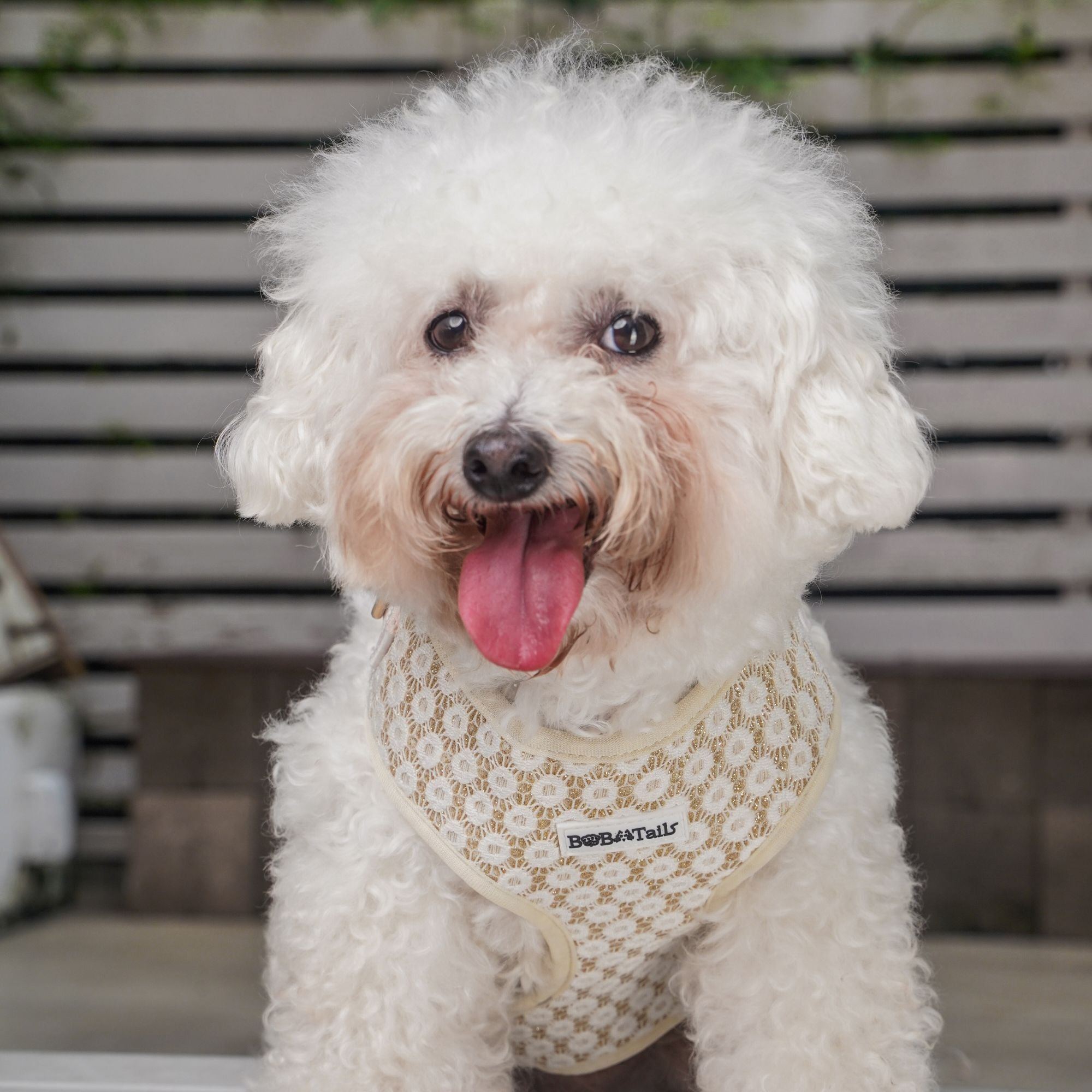 small  Bichon Frize dog wearing floral brilliance emborideried harness 