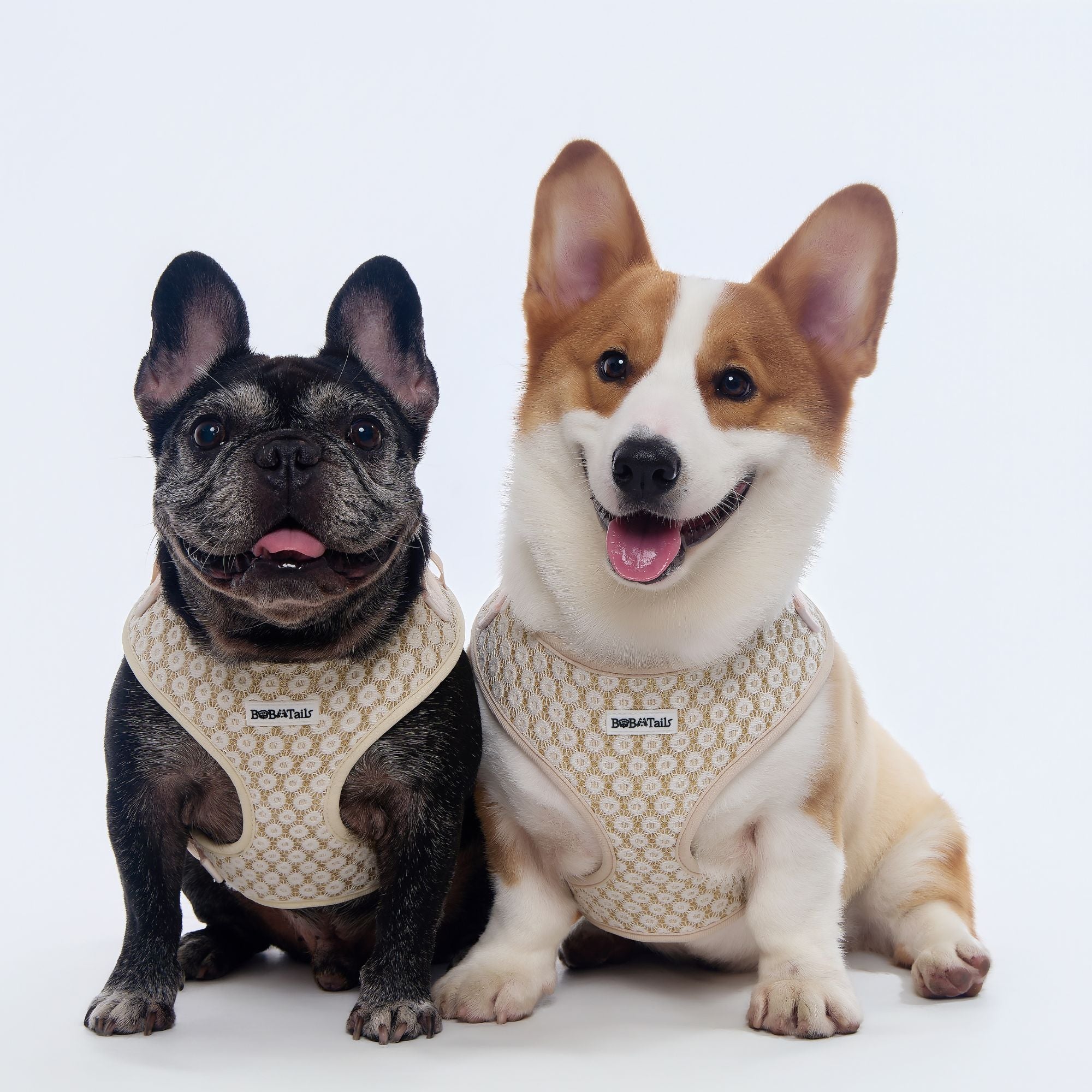 Two medium size dogs frech bulldog and corgi wearing Bobotails floral brilliance patterned dog harness