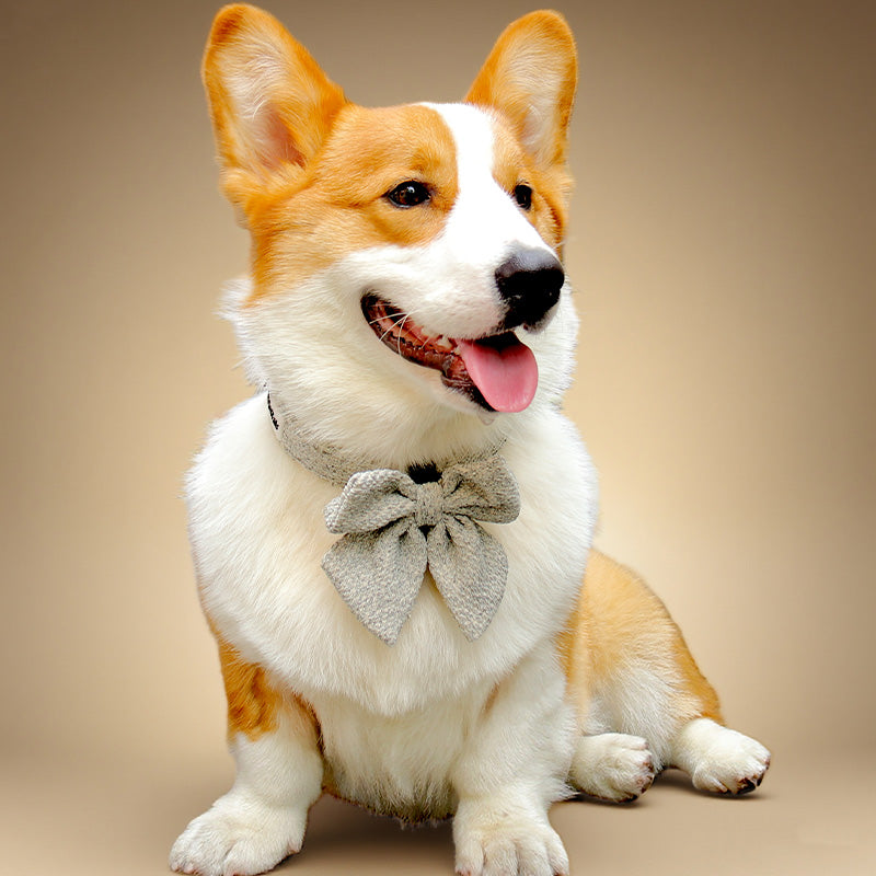 Corgi dog wearing a taupe dog collar with bow tie on a beige background