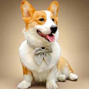 Corgi dog wearing a taupe dog collar with bow tie on a beige background