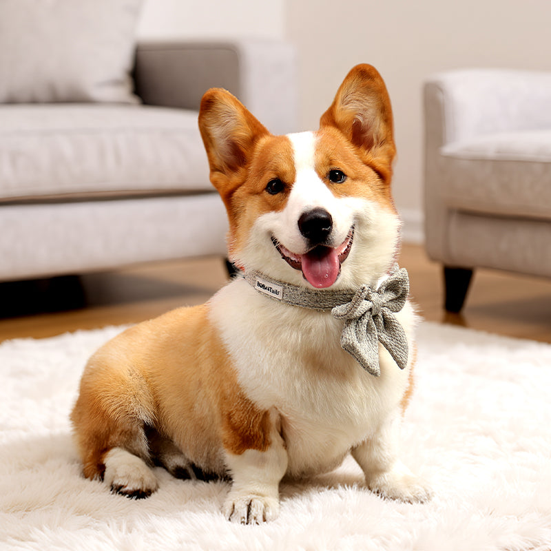 a medium size dog corgi wearing on chunky knitted dog bow tie collar