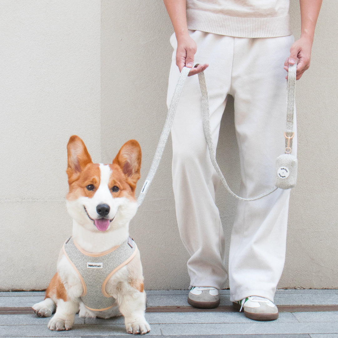 A medium dog size corgi wear chunky knitted dog harnes and leash set with matching dog parent style