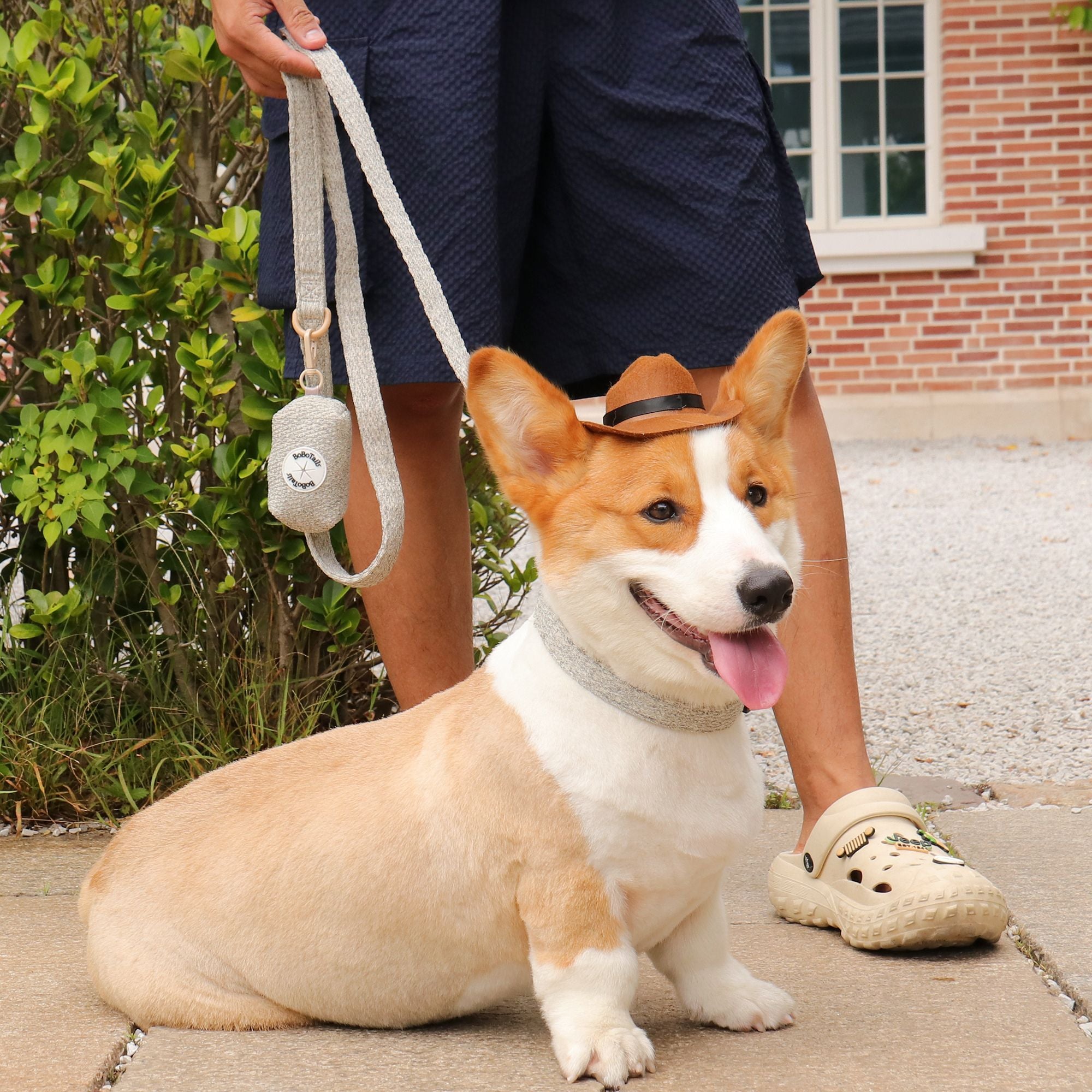 A Medium size dog corgi wearing on chunky knitted dog leash and collar 
