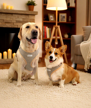 Bobotails chunky knitted no pull dog harness for large size dog Labrador Retriever  and medium size dog corgi