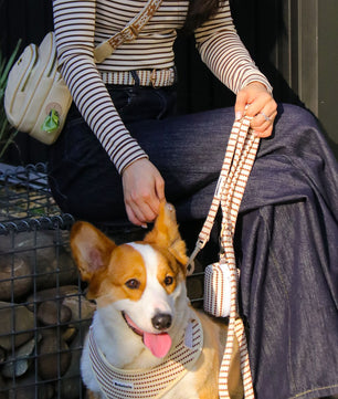 small grain complete pack for dog harness,leash,dog poop bag holder and dog walking bag