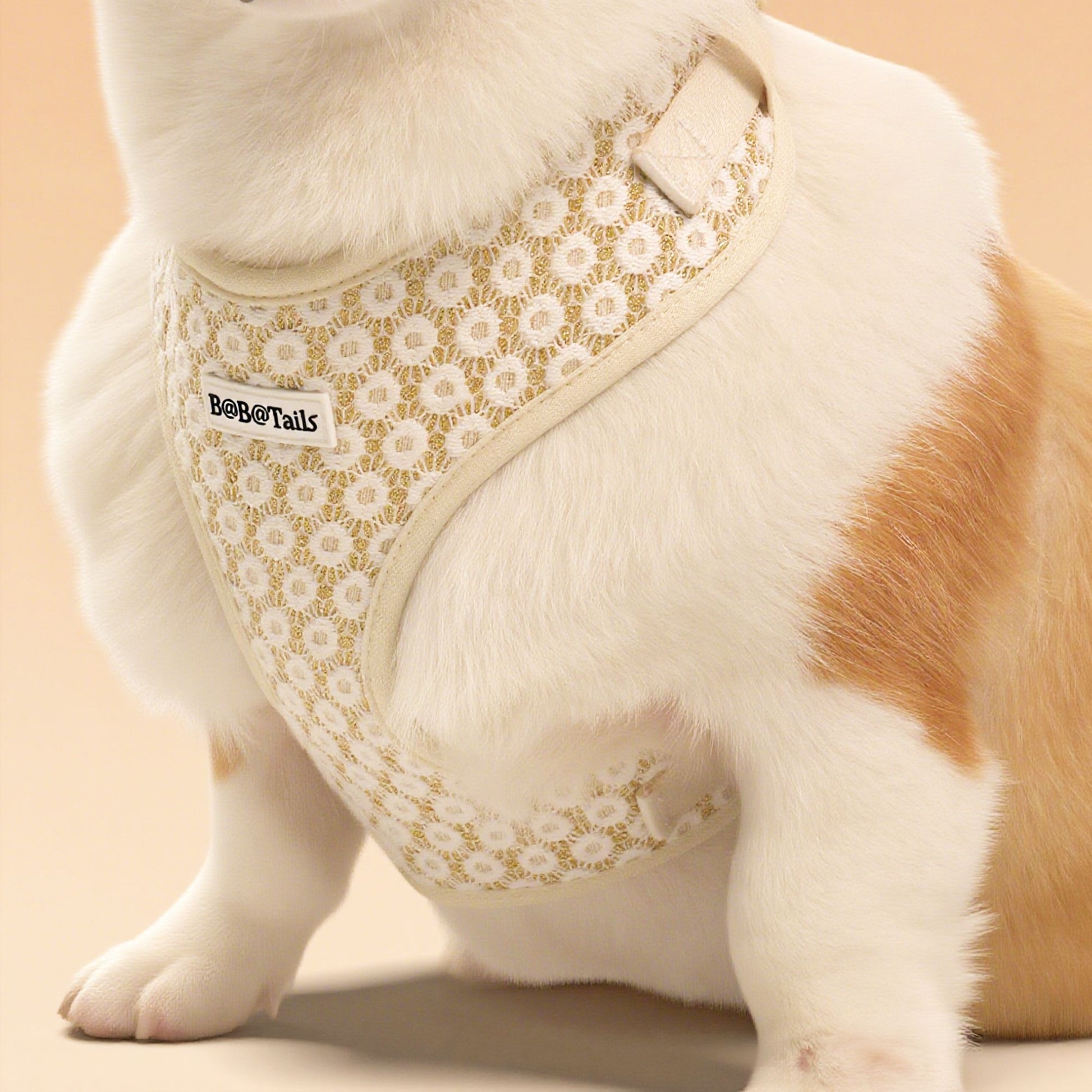 corgi wearing a floral harness on the floor-bobotails