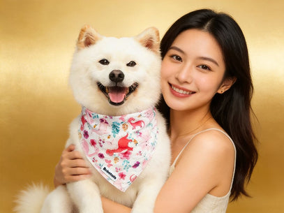 Woman holding a white dog with a colorful Bobotails brand dinosaur prinited dog bandana against a gold background