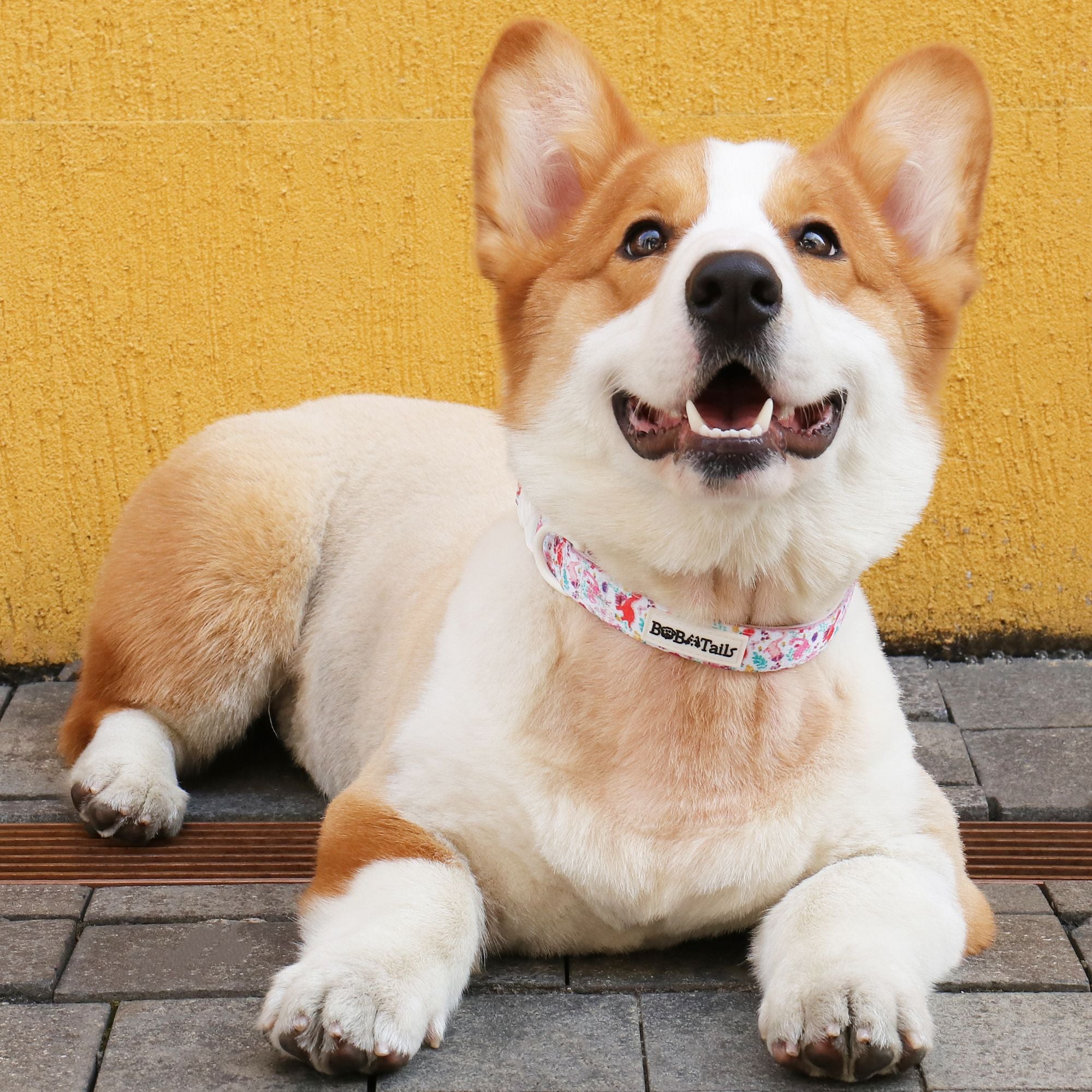 dinosaur printed beautiful dog collars  matching the  harness and owner accessories for daily dog walks