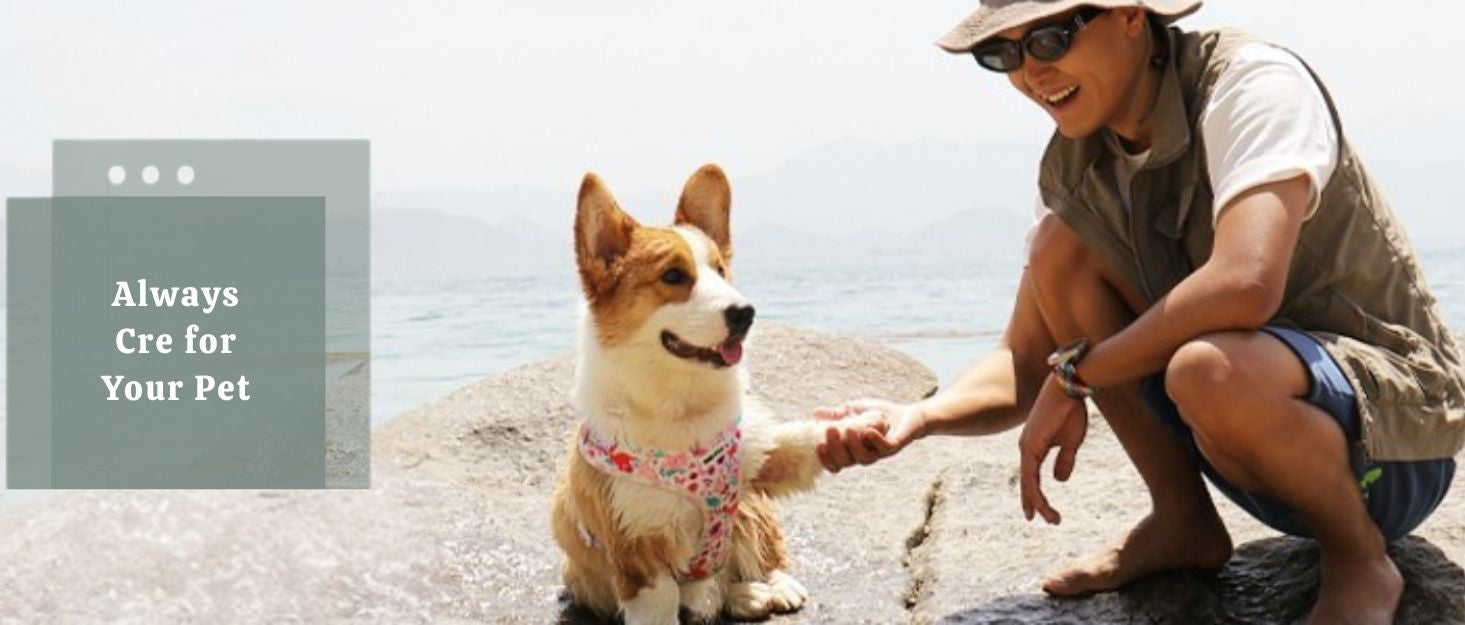 dinosaur printed dog harness  matching dog and owner accessories designed as one coordinated system