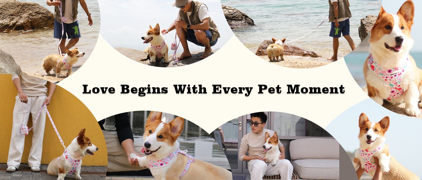 dinosaur printed dog harness and leash set designed as part of a matching dog and owner accessory system for everyday walks