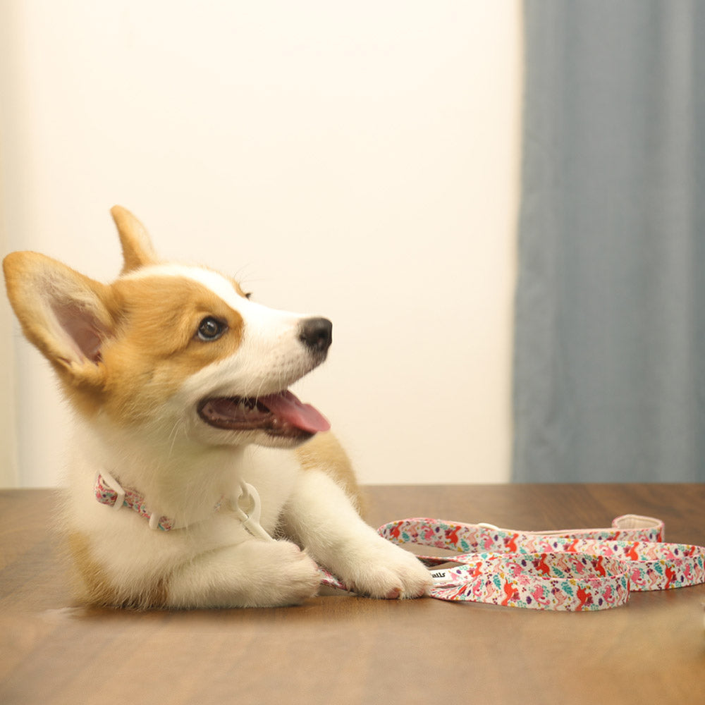dinosaur printed leash for small dog  designed to match the harness and owner accessories in a coordinated system