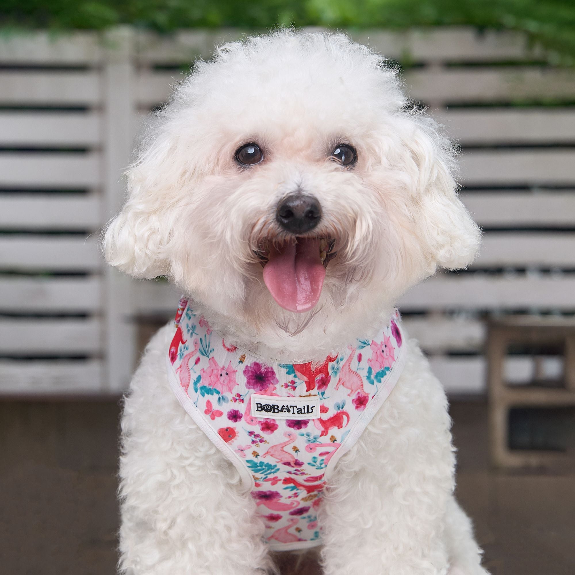 dinosaur printed small dog harness and lead  as part of a complete dog and owner matching accessory set
