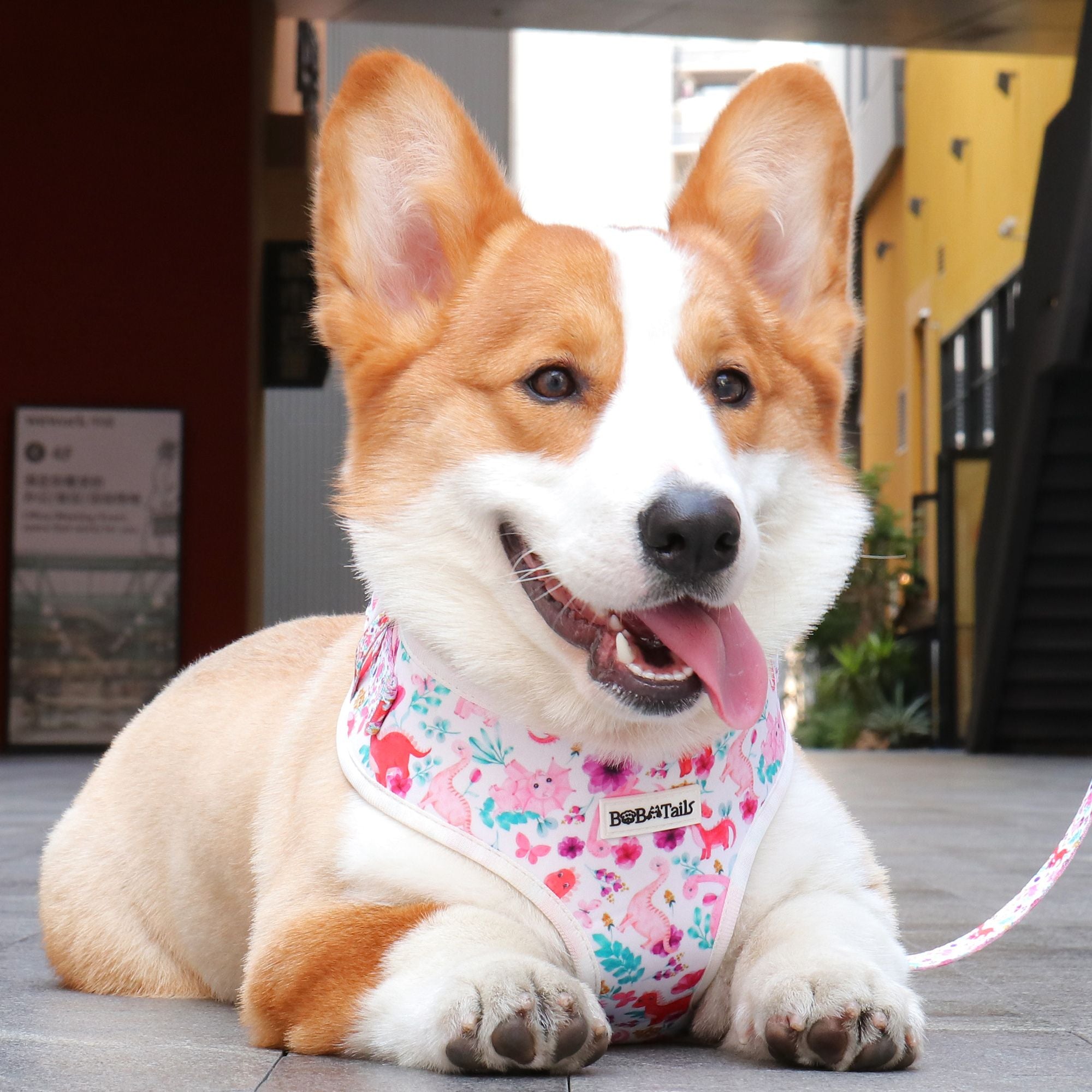 dinosaur printed soft dog harness matching dog and owner accessories designed as one coordinated system
