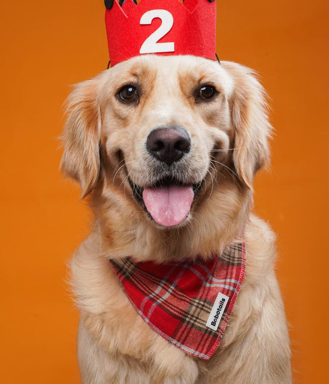 Dog wearing a red birthday bandanas with the number 2 on an orange background