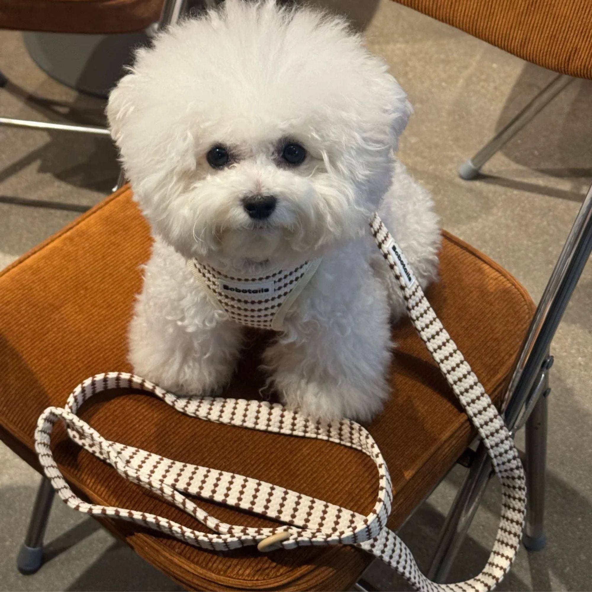 dog harness and leash set for extra small dog designed as part of a matching dog and owner accessory system for everyday walks