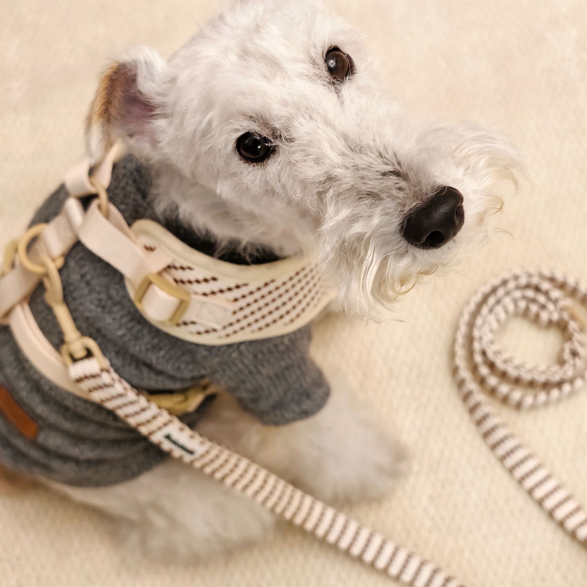 dog lead and harness sets for small dog as part of a complete dog and owner matching accessory set