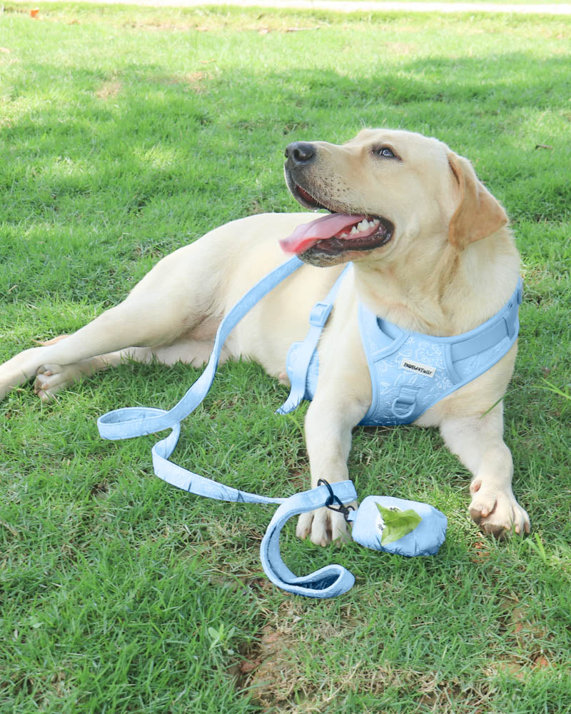 Bobotails moring glor dog walking series dog harness with leash set poop bag holder in outdoor activities necessity