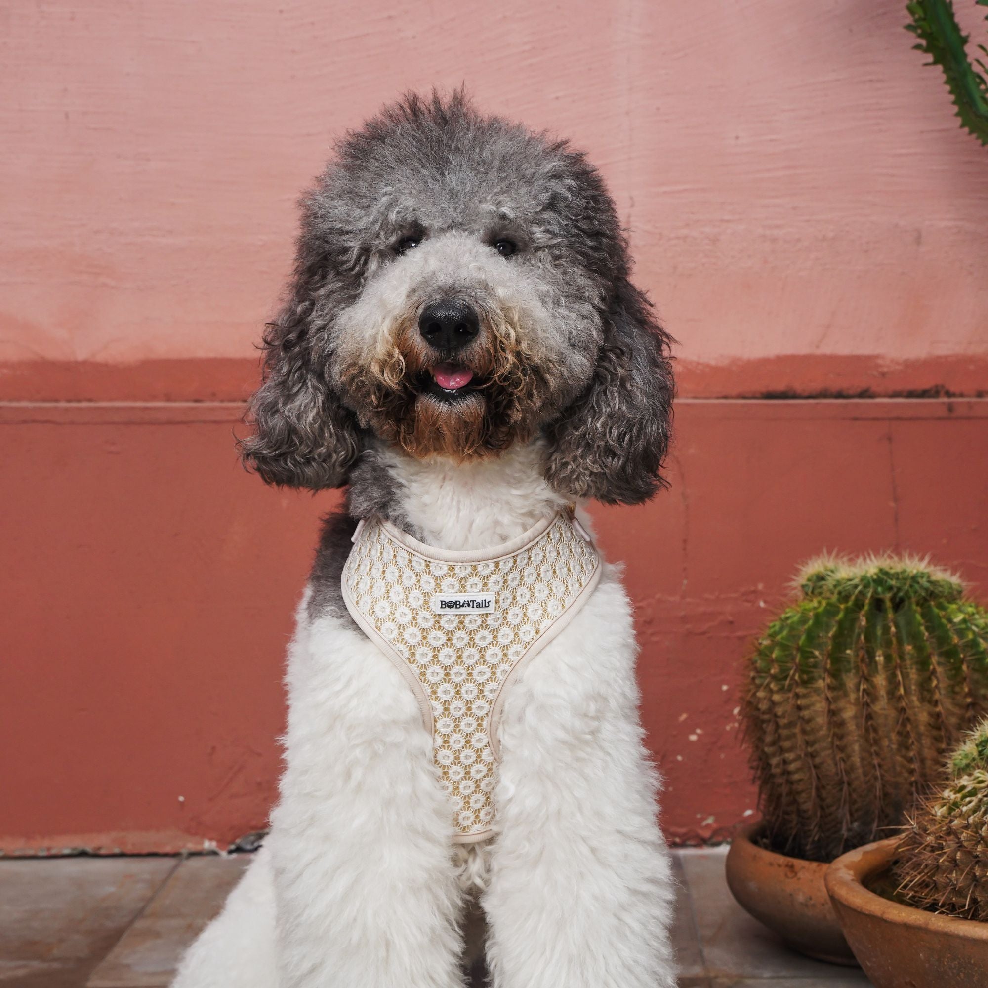 poodle large dog wearing on floral embroideried pattern harness
