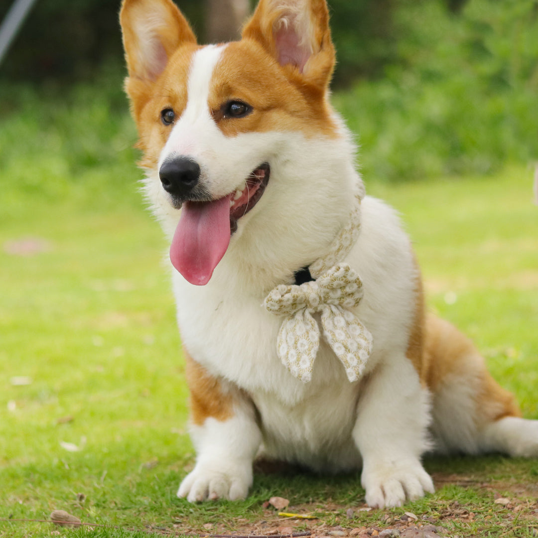 floral brilliance collar with bow ties for holiday