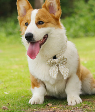 floral brilliance collar with bow ties for holiday