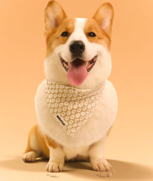 Dog bow tie and bandana accessories with Floral Brilliance pattern for small to medium dogs
