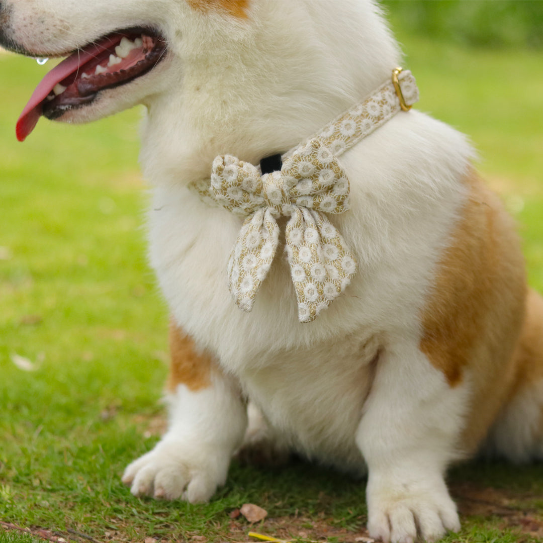 floral brilliance dog bow tie matching the harness and owner accessories in a coordinated set