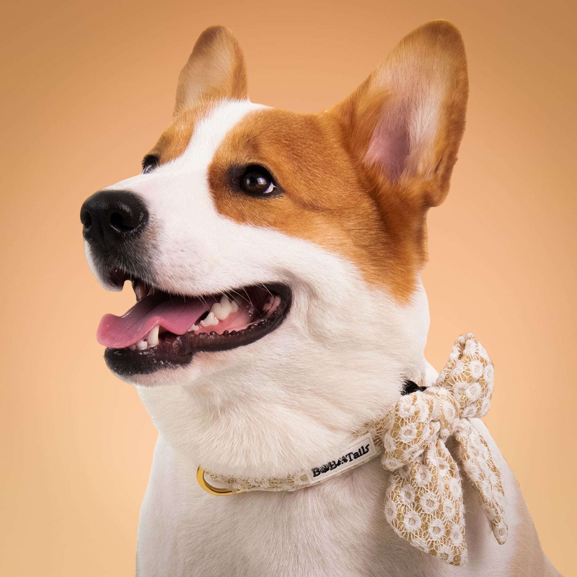 dog collar and Dog bow tie accessories with Floral Brilliance pattern for small to medium dogs
