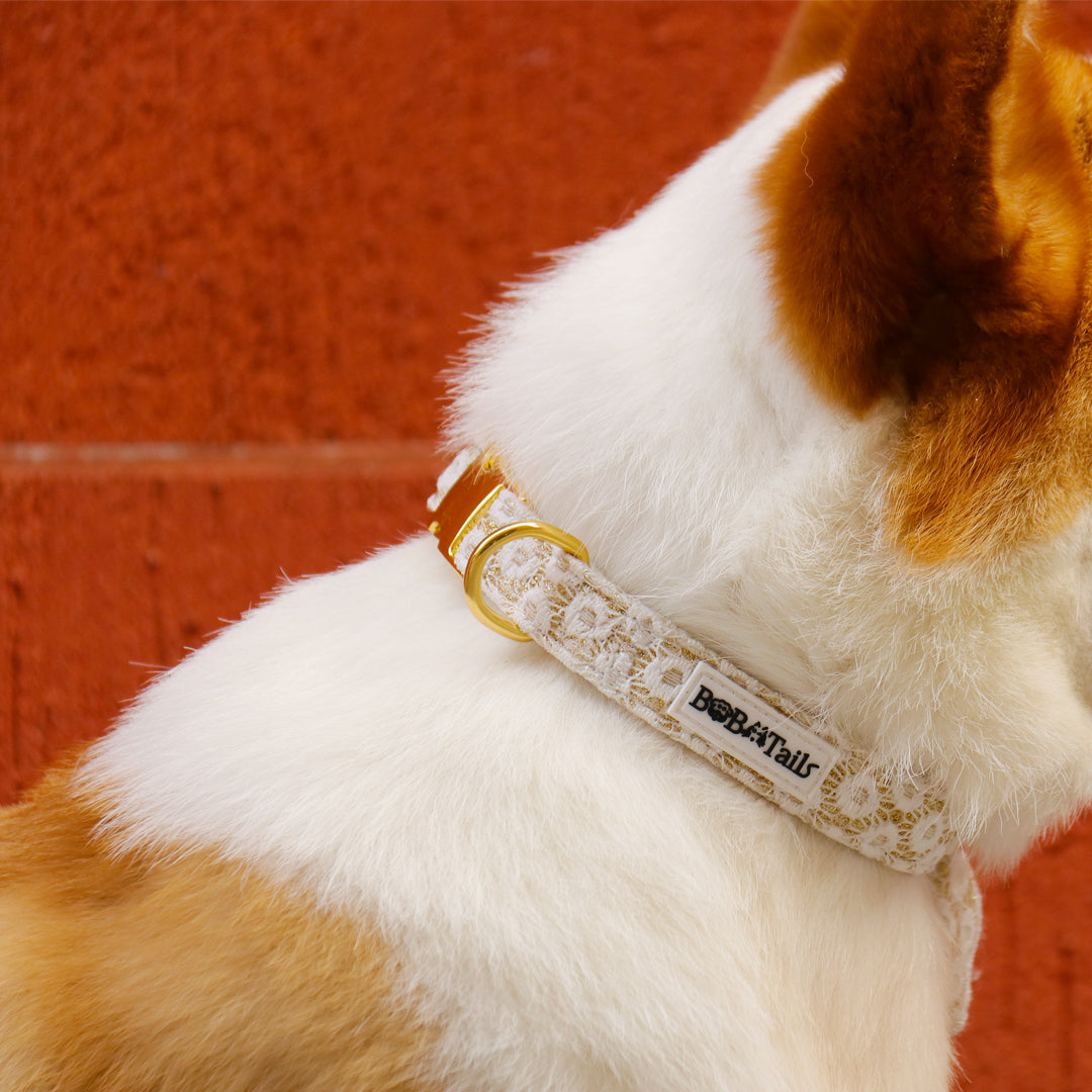 floral brilliance dog collars wearing medium size dog corgi