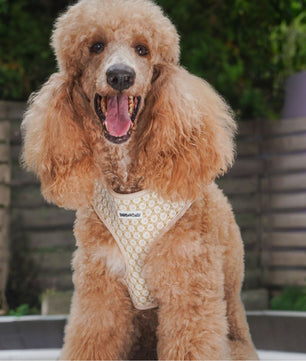 フローラルブリリアンス 4ピース 犬用ハーネスセット