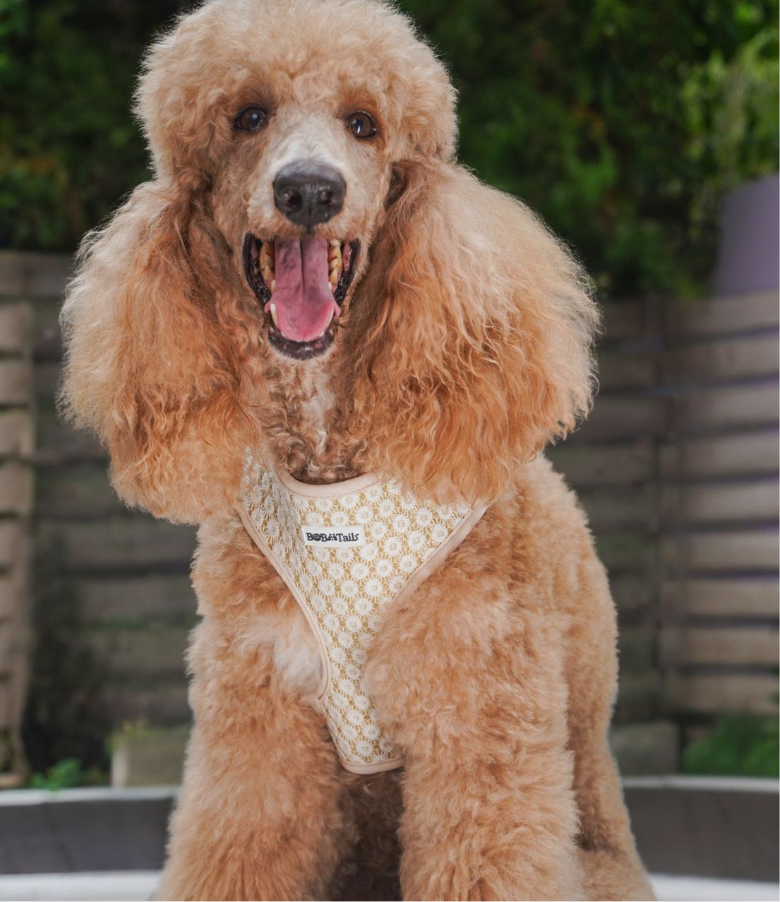 フローラルブリリアンス 4ピース 犬用ハーネスセット