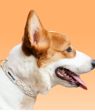 floral brilliance emborideried puppy collar for small, medium and large size dog