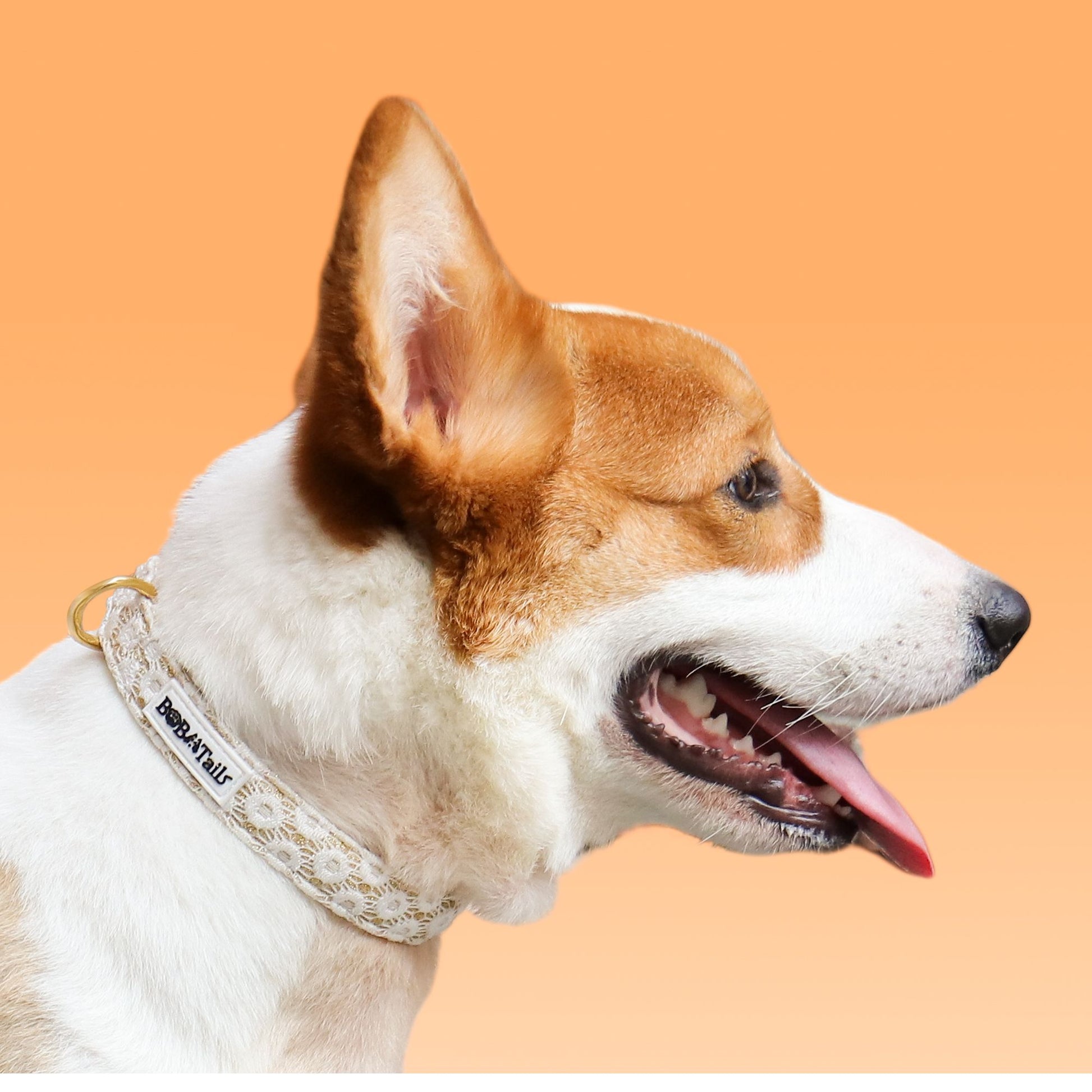 floral brilliance emborideried puppy collar for small, medium and large size dog