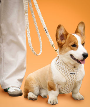 Floral Brilliance matching dog harness and leash set with embroidered floral design and secure buckle
