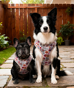 flower printed luxury dog harness designed as part of a matching dog and owner accessory system for everyday walks