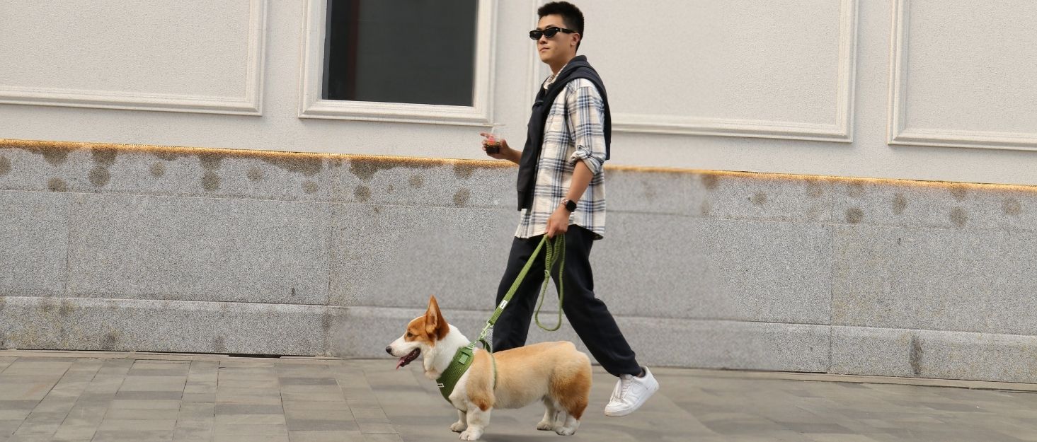 A man wearing sunglasses, a plaid shirt, and a black vest walks a small tan and white dog on a green leash along a paved walkway in front of a gray stone wall.